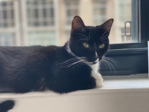 4) Penelope.jpg
